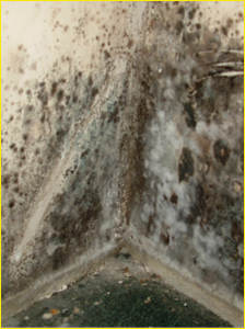 Mold Clean Up